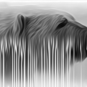 “Fading into Extinction”