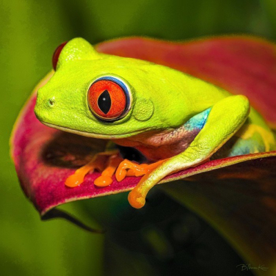 "Red-eyed Tree Frog”
