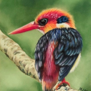 "Oriental dwarf kingfisher"