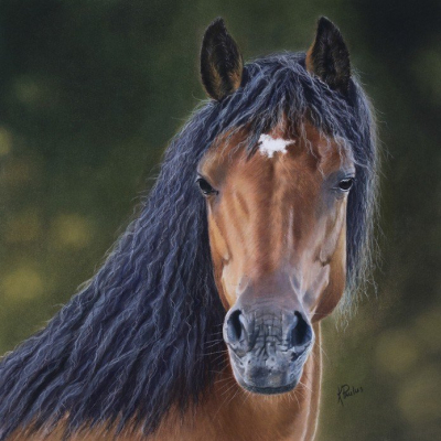 "New Forest Pony"