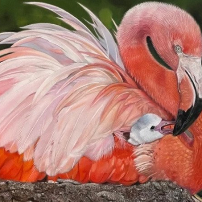 “A Flamingo’s Love”
