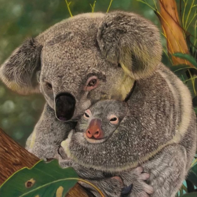 “A Koala’s Love”