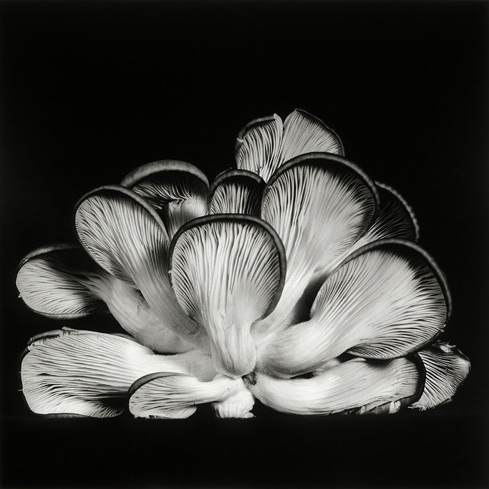 Artistic Excellence(Photography &amp; Digital) Dale M Reid