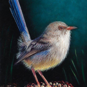 “Banksia Wren”