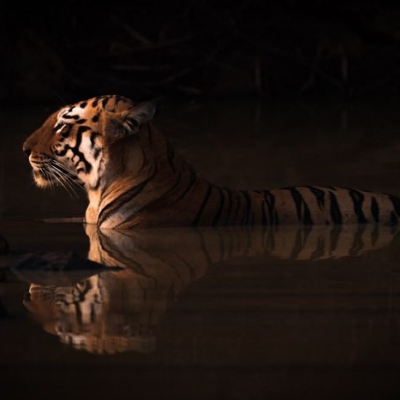 “Bengal Tiger Lying in Shadowy Water Hole"