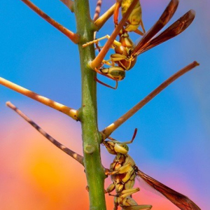 "Branch of Life"