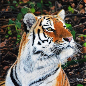 “Tigress”