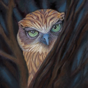 “Peek A BooBook Owl”