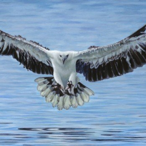 “The Catch”