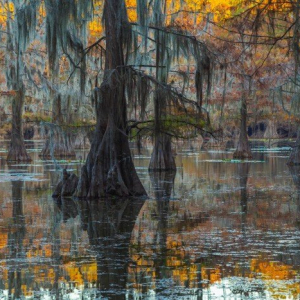 “Bayou Dreams”