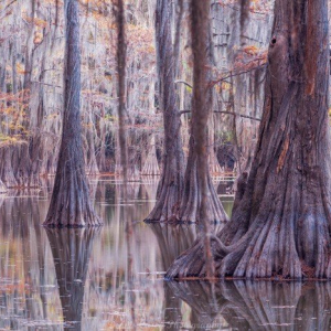 “Cypress Solitude”