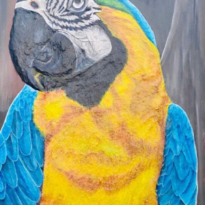 “Amazon and the Gold-Blue Macaw”