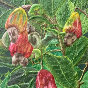 “Cashew Fruit”