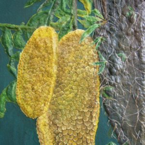 “Jack Fruit”