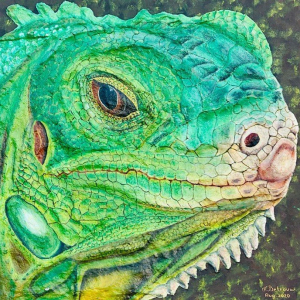 “Life And Patience of the Green Iguana”