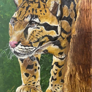 “Shyness of Clouded Leopard”