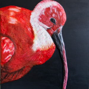“Scarlet Red Ibis in the Nature”