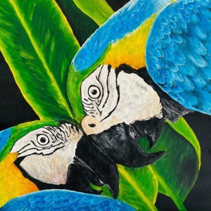 “Love of Amazon Gold-blue Macaw couple”