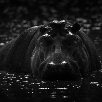 Honorable Mention (Photography &amp; Digital) Nick Dale
