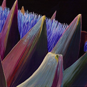 “Wild Seed”