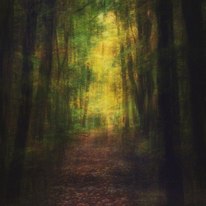 “In The Dark Dark Woods”