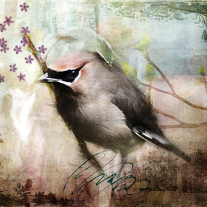 “Waxwing”