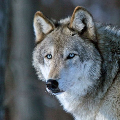 “Gray Wolf"