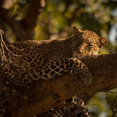 "Leopard Falling Asleep on Branch of Tree"