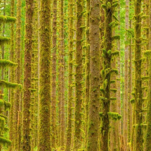 “The Mystic Forest”