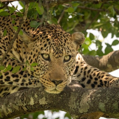 "Close-up of leopard lying on lichen-covered branches"