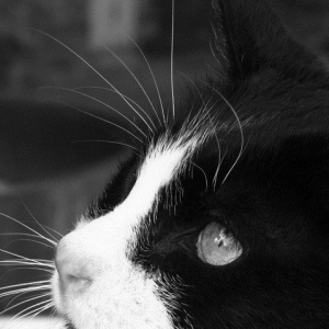 “Gorgeous in Profile”