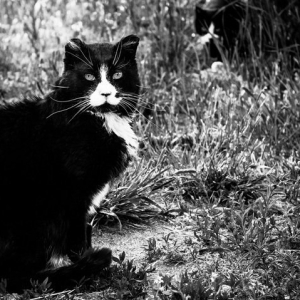"Stash Stalking The Amazing Mr. Tom"