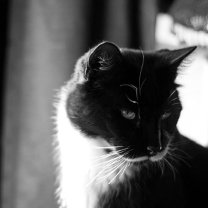 "Sylvester"