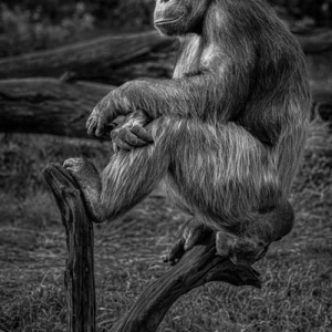 "The Sentinel”