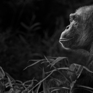 "The Thinker”