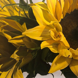 “Sunflowers of Pungo”