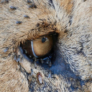 “The Eye of Odin”