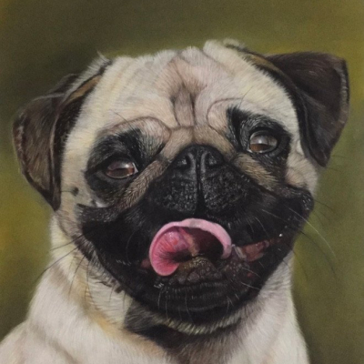“Tony the Pug”