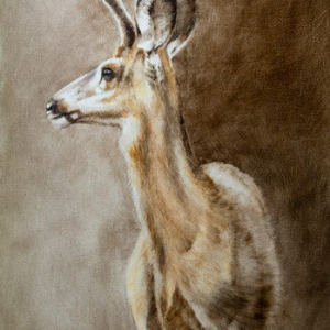 “Whitetail”