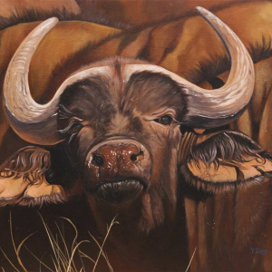 “African buffalo”