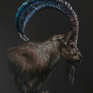 "Ibex"